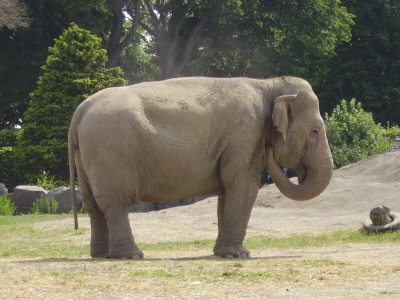 Dublin Zoo - Elephant
