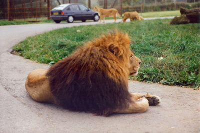 Longleat - Lion